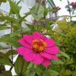 foto35